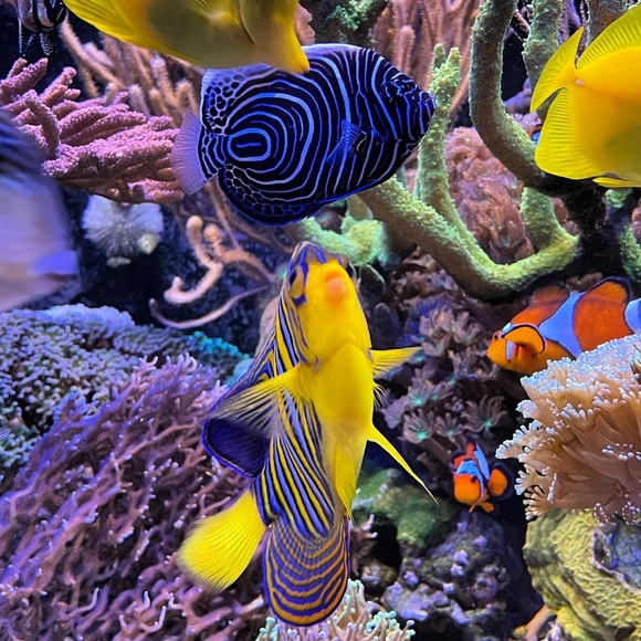 Aquariums Yellow Tang - Picture 4 of 6